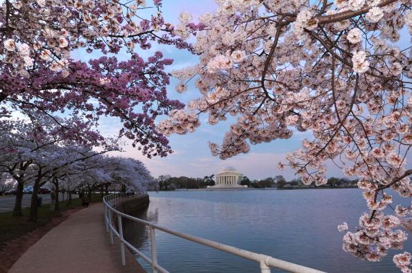 The Yoshino cherry trees around the Tidal Basin were originally a gift from Japan. (KAREN BLEIER/AFP/Getty Images)