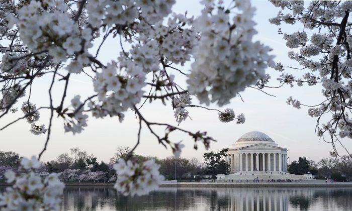 4 Places to See Cherry Blossoms in the US This Spring
