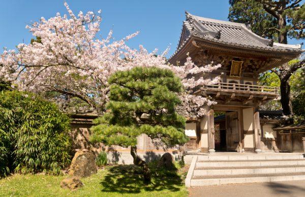 Cherry trees bloom among pagodas and koi ponds at the Japanese Tea Garden. (Michael Warwick/Shutterstock)