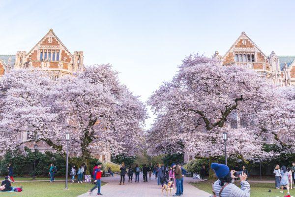 The Quad is the most beloved cherry blossom-viewing spot on campus. (Checubus/Shutterstock)