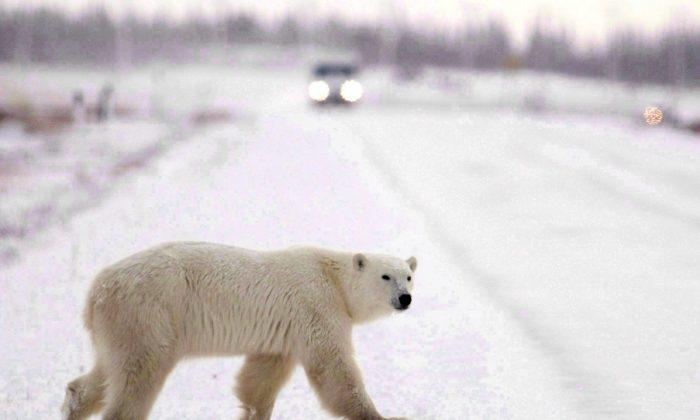 NL Polar Bears Damage Snowmobiles, Hot Tub as They Head North Early