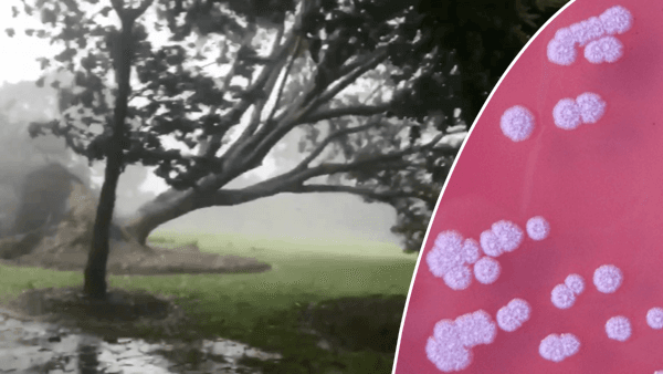 Tropical Cyclone Marcus Releases Deadly Bacteria, Authorities Warn