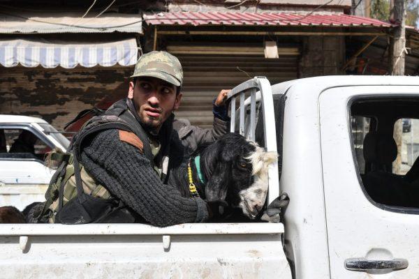 Turkish-backed Syrian Arab fighters ride the back of a pickup with looted livestock after seizing control of Afrin on March 18. (Bulent Kilic/AFP/Getty Images)