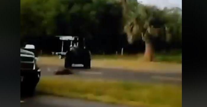 Video Showing Alligator Being Dragged Behind ATV in Florida Prompts Investigation