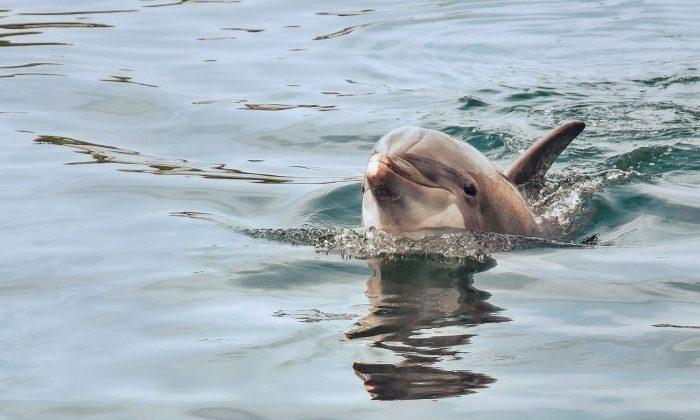Concerns Growing for Pod of Dolphins Trapped by Ice in NL Harbour