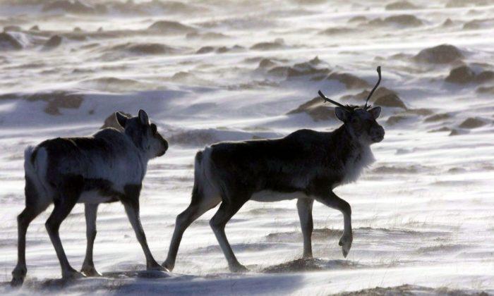 Alberta Suspends Caribou Protection Plan, Seeks Assistance From Ottawa