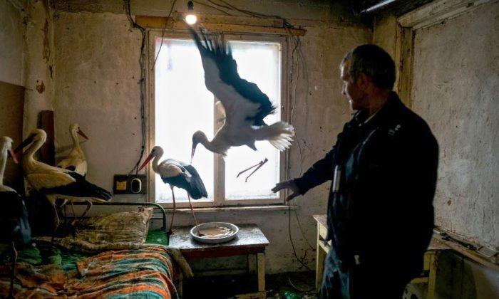 Ordinary Bulgarians Taking Frozen Storks Into Their Homes During Cold Snap