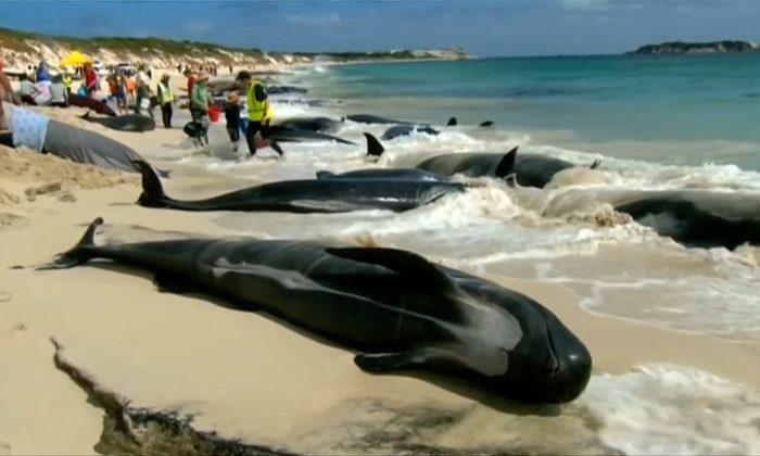 Mass Stranding of Whales on Western Australia Beach