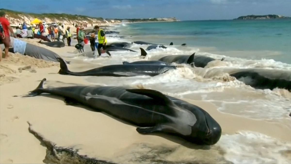 Mass Stranding of Whales on Western Australia Beach