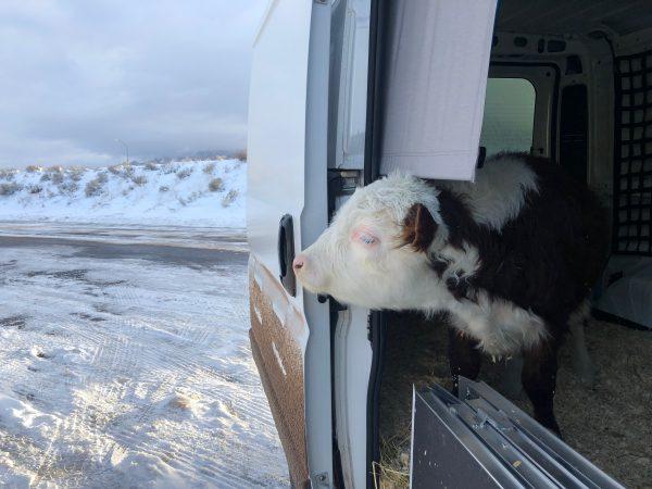 Mike the cow and his owner Dan McKernan had a wonderful time on the road trip. (SWNS)