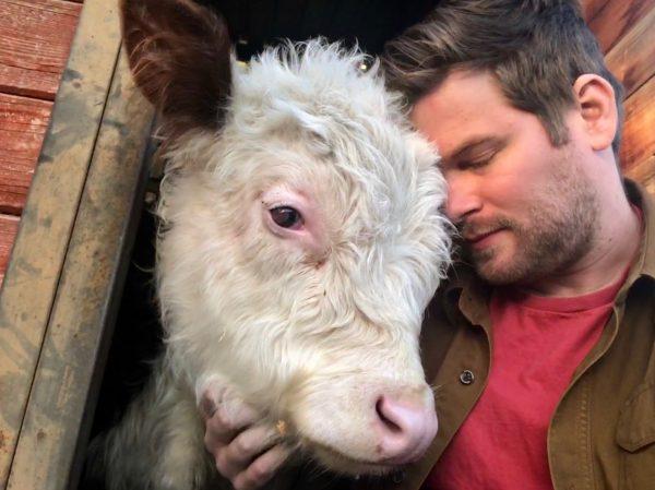 Mike the cow pictured with owner Dan McKernan. (SWNS)