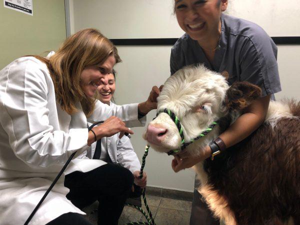 Mike the cow at Dr. Hoffman’s surgery. (SWNS)