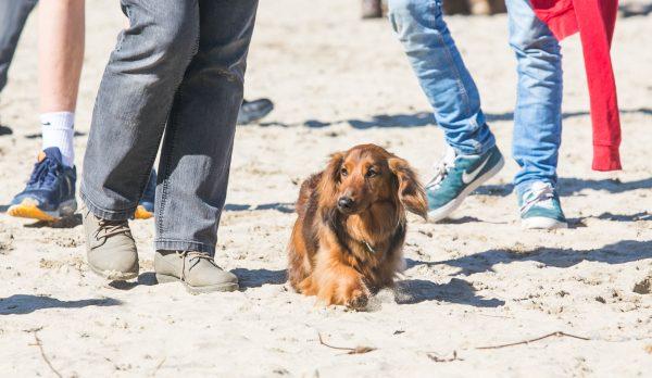 Dog owners have achieved a world record for the biggest Dachshund gathering at the Perranporth Beach in Cornwall. (SWNS)