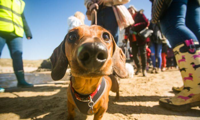 Sausage Dog ‘World Record’ Broken as Over 600 Gather on Beach