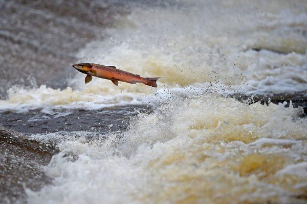 Don't buy it in China: Salmon attempt to leap up the fish ladder in the river Etterick in Selkirk, Scotland on Oct. 27, 2014. (Jeff J Mitchell/Getty Images)