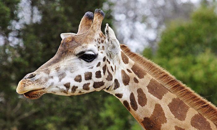 Gali the Giraffe Departs Chaffee Zoo for the Great Veldt in the Sky