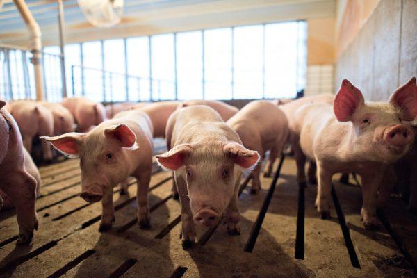 Several-week-old pigs stand in a pen inside a barn at Paustian Enterprises in Walcott, Iowa, November 19, 2014. (Reuters/Daniel Acker/File Photo