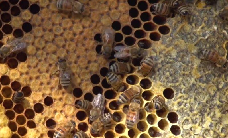 The bees in question. (Credit: Brevard Zoo via Storyful)