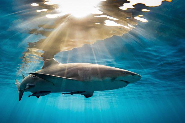 A lemon shark glides through the late-afternoon sunlight off the coast of Grand Bahama. (Tanya Houppermans/SWNS)