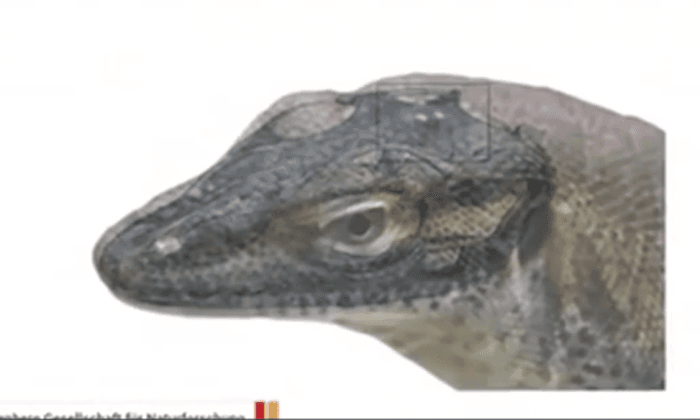 Scientists Reveal This Now-Extinct Lizard Had Four Eyes