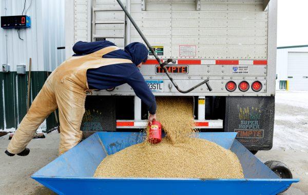 A worker takes a sample from an incoming truckload of soybeans at Peterson Farms Seed facility in Fargo, North Dakota, U.S. on December 6, 2017. (Dan Koeck/File Photo/Reuters)