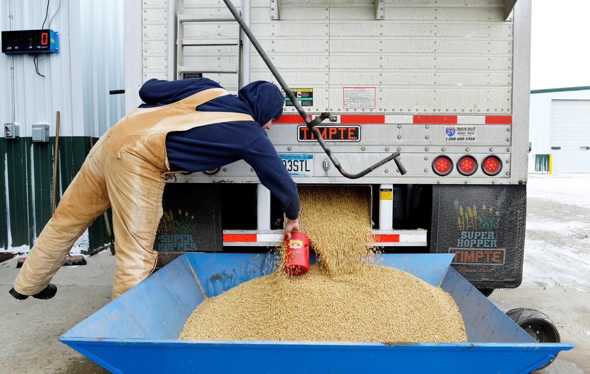 A worker takes a sample from an incoming truckload of soybeans at Peterson Farms Seed facility in Fargo, North Dakota, U.S. on Dec. 6, 2017. (Dan Koeck/Reuters)