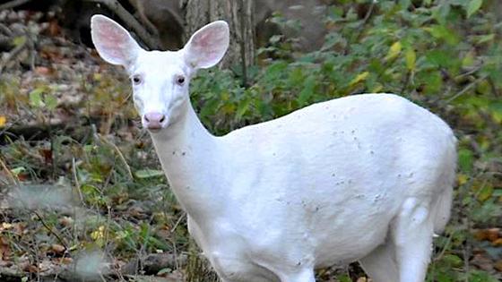 Rare Blue-Eyed Albino Deer Spotted in Michigan Park