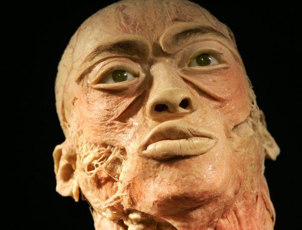 The face of a human showing the nerves is seen at the 'Bodies...The Exhibition' on display in New York starting Nov. 19, 2005. The bodies, unclaimed or unidentified individuals from China, were obtained from the Dalian Medical University of Plastination. (TIMOTHY A. CLARY/AFP/Getty Images)