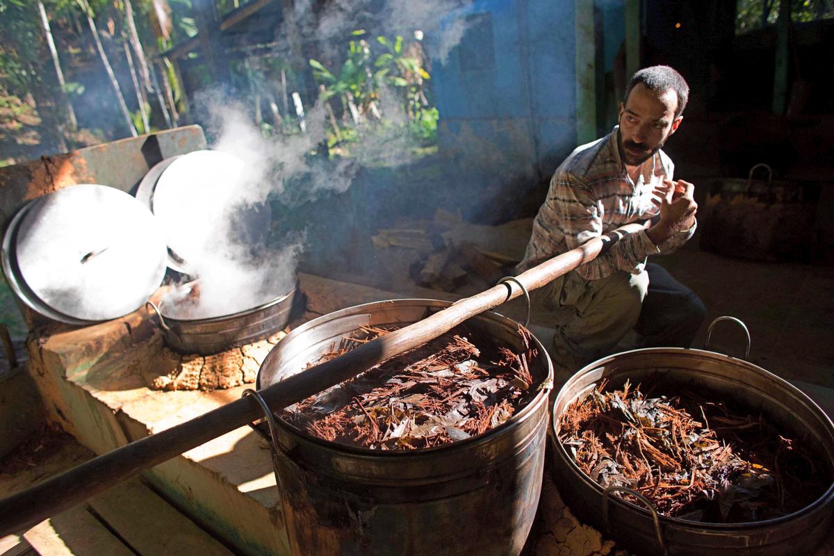 Doctor Says Psychedelic Plant has Healing Power as Peru Investigates Death of BC Man