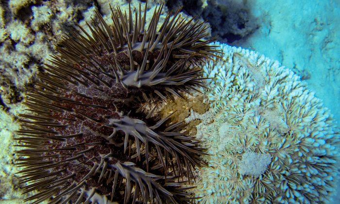 Australia Announces $379 Million Funding for Great Barrier Reef
