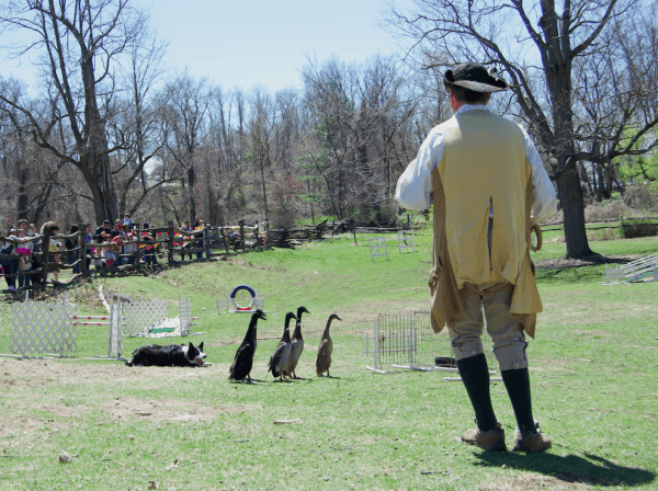 Duck herding is a useful practice for training sheepdogs, as it demands more precision than sheep herding. (Channaly Philipp/The Epoch Times)