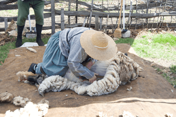 Blade shearing, a dying tradition. (Channaly Philipp/The Epoch Times)