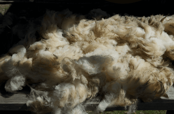 Wool drying and bleached in the sun, a process used to clean the fleece before processing. (Channaly Philipp/The Epoch Times)