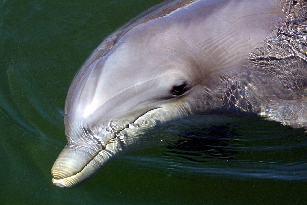 A bottlenose dolphin swims at the Dolphins Plus marine mammal research and education center in Key Largo, Fla. (Joe Raedle/Newsmakers)