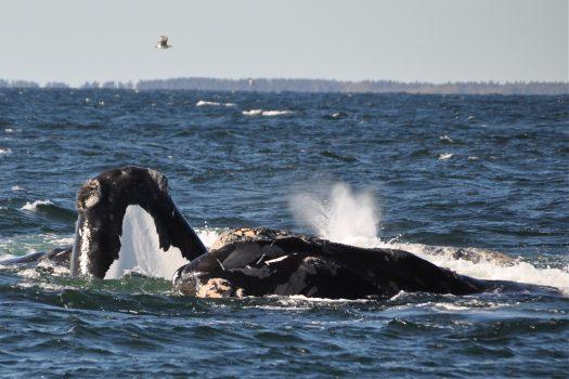 North Atlantic right whales. (Jolinne Surrette, Fisheries and Oceans Canada)
