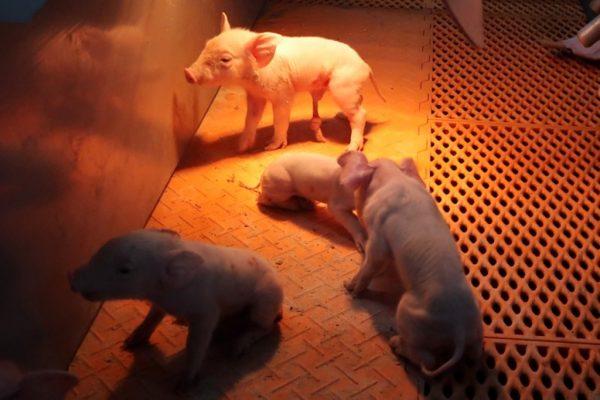 Newborn piglets stay warm inside Guangxi Yangxiang's high-rise pig farm at Yaji Mountain Forest Park in Guangxi province, China, March 21, 2018. (REUTERS/Dominique Patton)