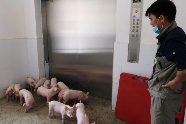 A worker waits for an elevator to transport young pigs out of Guangxi Yangxiang's high-rise pig farm, at Yaji Mountain Forest Park in Guangxi province, China, March 21, 2018. (REUTERS/Dominique Patton)