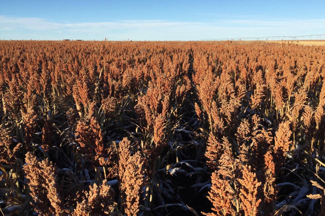 China Retreats From US Sorghum Probe, Drops Import Duties