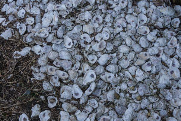 Oyster shells once paved the town's main roads. (Crystal Shi/The Epoch Times)