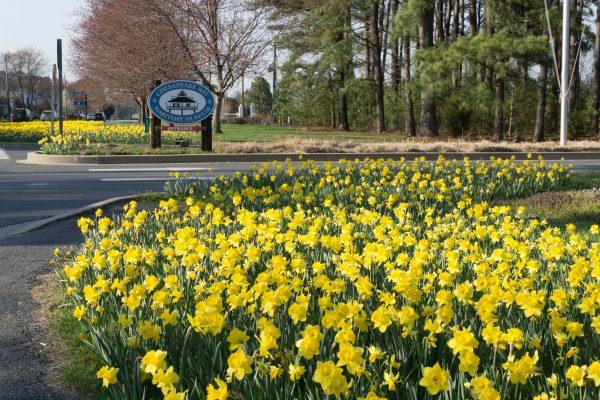 Sunny daffodils filled St. Michaels for its Daffodil Festival in mid-April. (Crystal Shi/The Epoch Times)