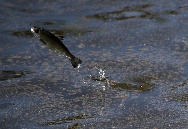 A young fingerling Chinook salmon leaps out of the water after being released into a holding pen at Pillar Point Harbor in Half Moon Bay, Calif., on May 16, 2018. (Justin Sullivan/Getty Images)