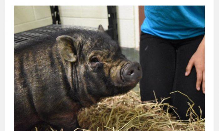 Potbellied Pig Rescued in the Bronx Gets Forever Home
