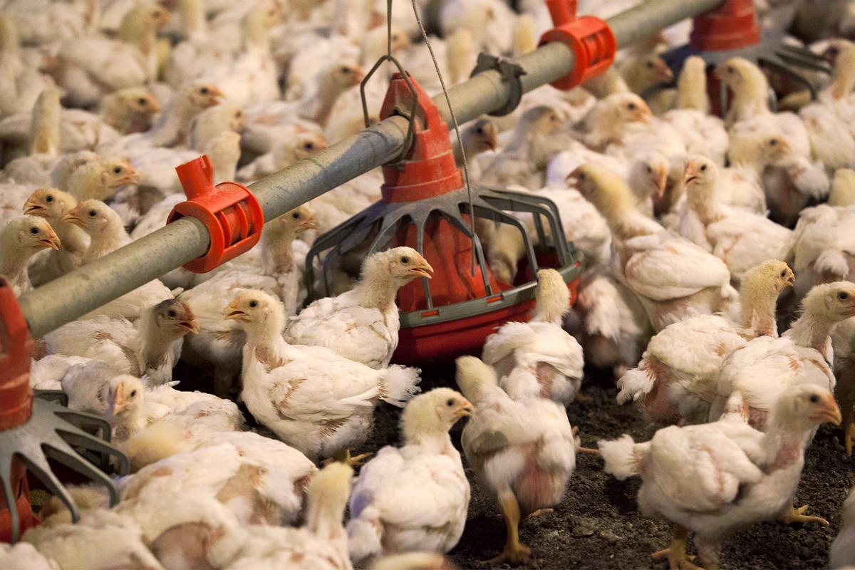 Piles of Dead Chickens Found Dumped Outside Massive Poultry Farm