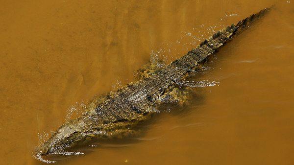 A Nile crocodile swims in Mpumalanga, South Africa. (Warren Little/Getty Images)