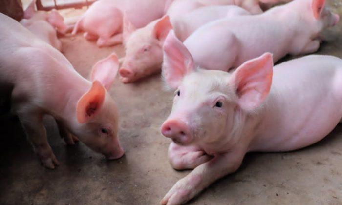 Stress Is Bad for Your Body, but How? Studying Piglets May Shed Light
