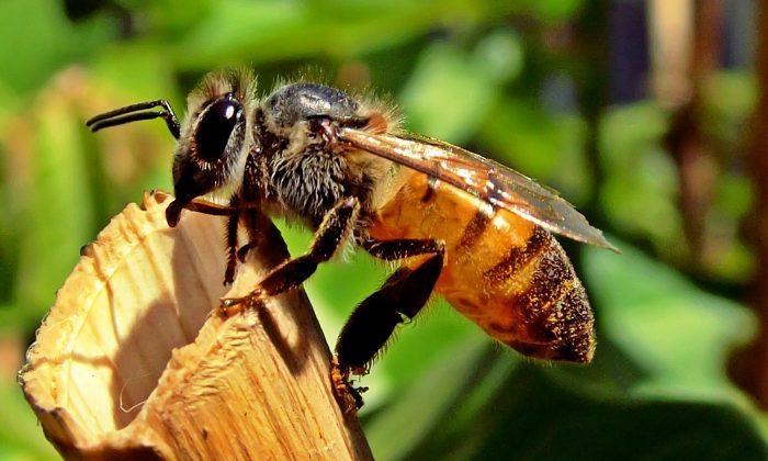 Scientists Try Teaching Honeybees Impossible Concept–They Are Shocked At The Results