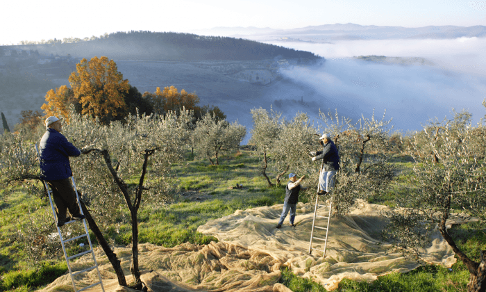How to Make Superlative Olive Oils: Give Olive Trees a Hard Time