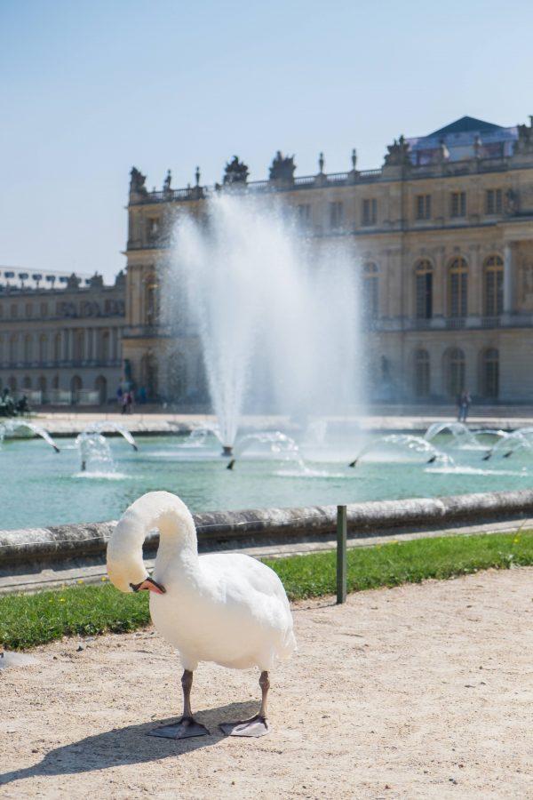 A swan preens itself at Versailles. (Annie Zhuo/The Epoch Times)