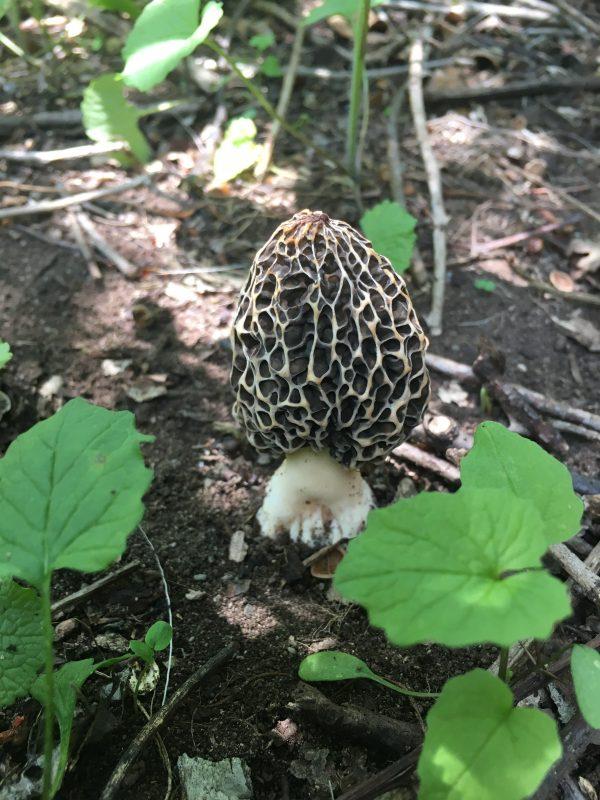 The glorious morel. (Crystal Shi/The Epoch Times)