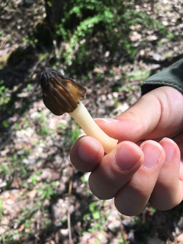 A verpa, or "false morel," distinguishable by the detached bottom of its cap. (Channaly Philipp/The Epoch Times)